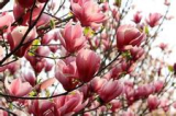 Magnolia flower