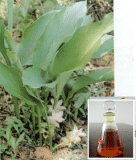 curcuma oil