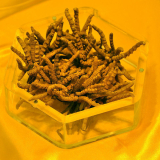 Caterpillar Fungus Extract