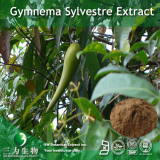 China Gymnema Extract