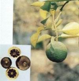 Citrus synephrine