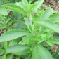 Stevia Extract