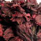 Hibiscus Flower Extract