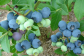 Chinese bilberry extract