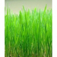 Barley Grass Extract