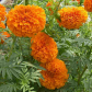 Marigold Extract