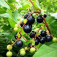 Blueberry Leaf Extract chlorogenic acid