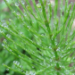 Horsetail Extract