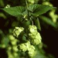 Humulus lupulus extract