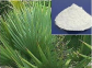 saw palmetto fruit extract