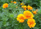 Marigold plant extract