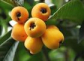 Loquat leaf extract