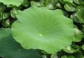 Lotus leaf extract