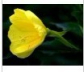 Evening primrose,Oenothera erythrosepala Borb extract