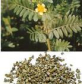 Triproscin tribulus terrestris extract