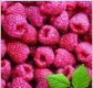 Raspberry ketone