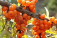 Hippophae rhamnoides extract