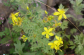 St. John's wort Extract