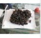 Sargassum extract