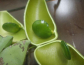 Griffonia simplicifolia Extract 5HTP