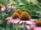 Echinacea purpurea extract