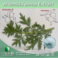 Artemisia annua Extract