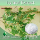 Ivy leaf Extract