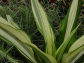 Yucca extract 30% saponin