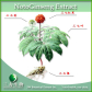 Notoginseng Extract