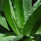 Aloe Vera Extract