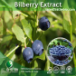China Bilberry Extract
