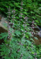 Motherwort extract