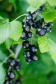 Black currant extract