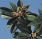 Eriobotrya japonica lindl leaf extract