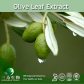 Olive Leaf Extract