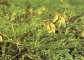 Scutellaria baicalensis extract