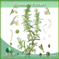 Rosemary Extract