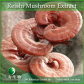 China Reishi Mushroom Extract