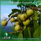 China Sapindus Extract