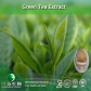 China green tea extract