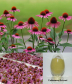 Echinacea purpurea extract powder