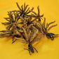 Cordyceps Extract