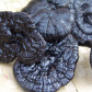 Reishi Mushroom Extract