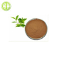 Green Tea Extract Powder Tea Polyphenols