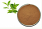 Ivy Leaf Extract