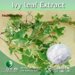 China Ivy leaf Extract